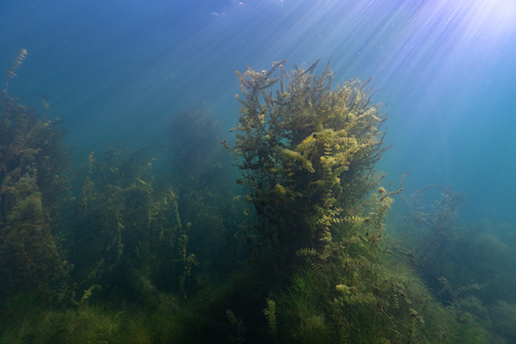 Jezero Most je skvělým místem pro potápěče s fotoaparátem foto (c) MejlaD 2020