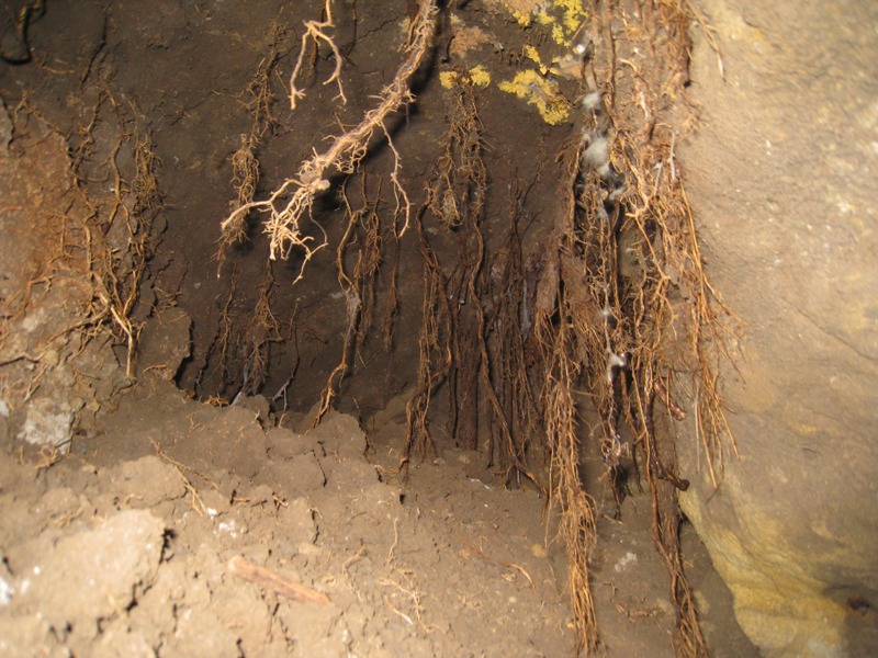 Kořínky z povrchu - hlady neumřem... foto: DrKozel