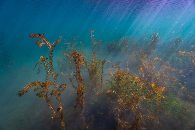 Podvodní rostliny, Jezero Most foto (c) MejlaD 2020