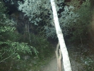 Noční Tomáškův lom připomíná lesy u Burkittsvilleu (filmovým znalecům svítá...)  foto (c) DrKozel