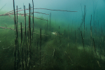 Podvodní divočina v jezeře Most připomíná prales foto (c) MejlaD 2020