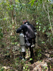 Potápěč se prochází v lese, přesněji v pralese foto (c) Speleoaquanaut